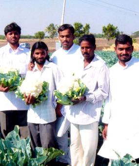 Social Impact - Organic Farming - Cauliflower field